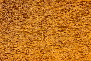 yellow-jungle-100x100-cm